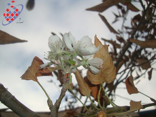 پاییز - درخت  زمستان - شکوفه -Autumn-Spring - Flowers - Tree - Mehrii Vahidi Azar -مهری وحیدی آذر
